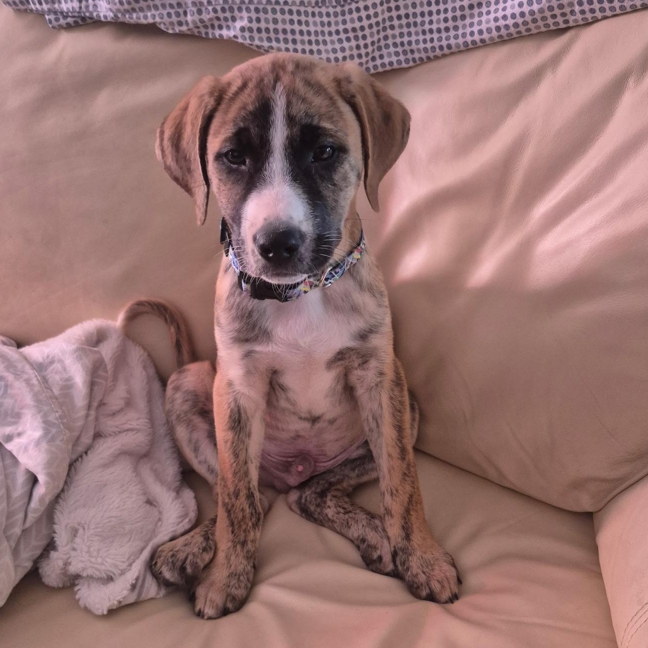 Enlarge Louie, a ADOPTABLE mixed breed in Richmond Hill, ON image 3/6