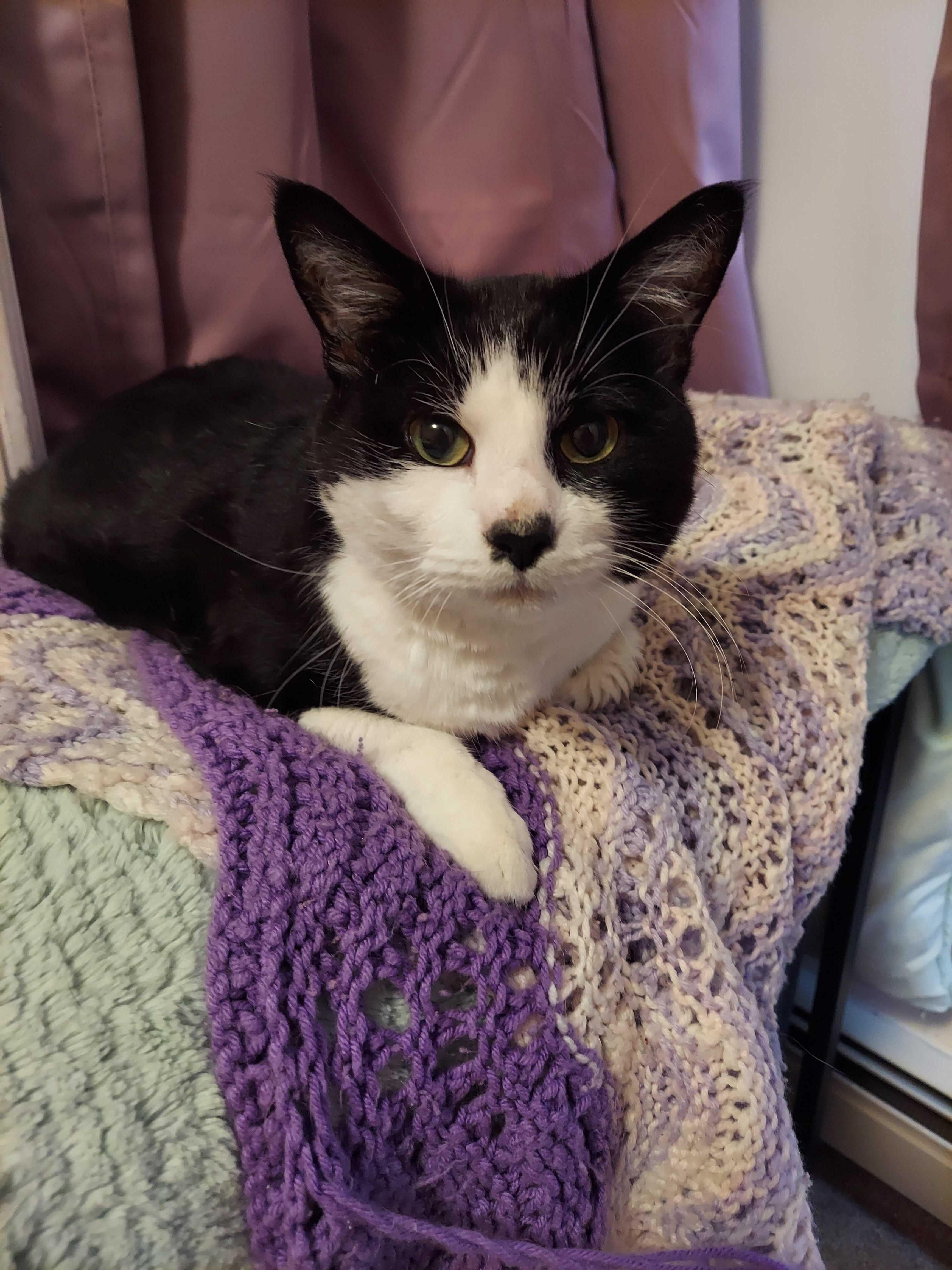 Enlarge Spruce, a Adoptable Domestic Short Hair in Waltham, MA image 2/5