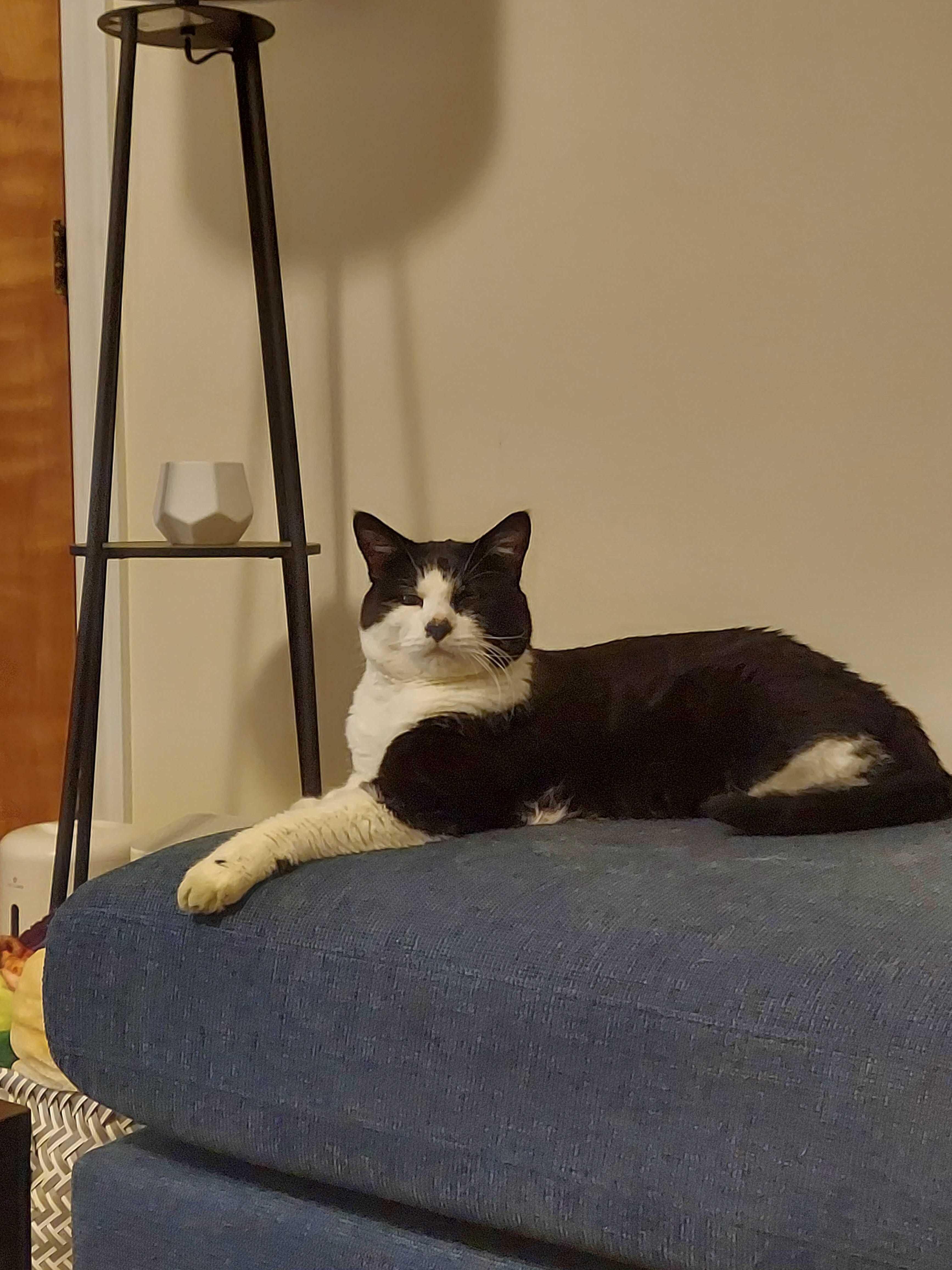 Enlarge Spruce, a Adoptable Domestic Short Hair in Waltham, MA image 5/5