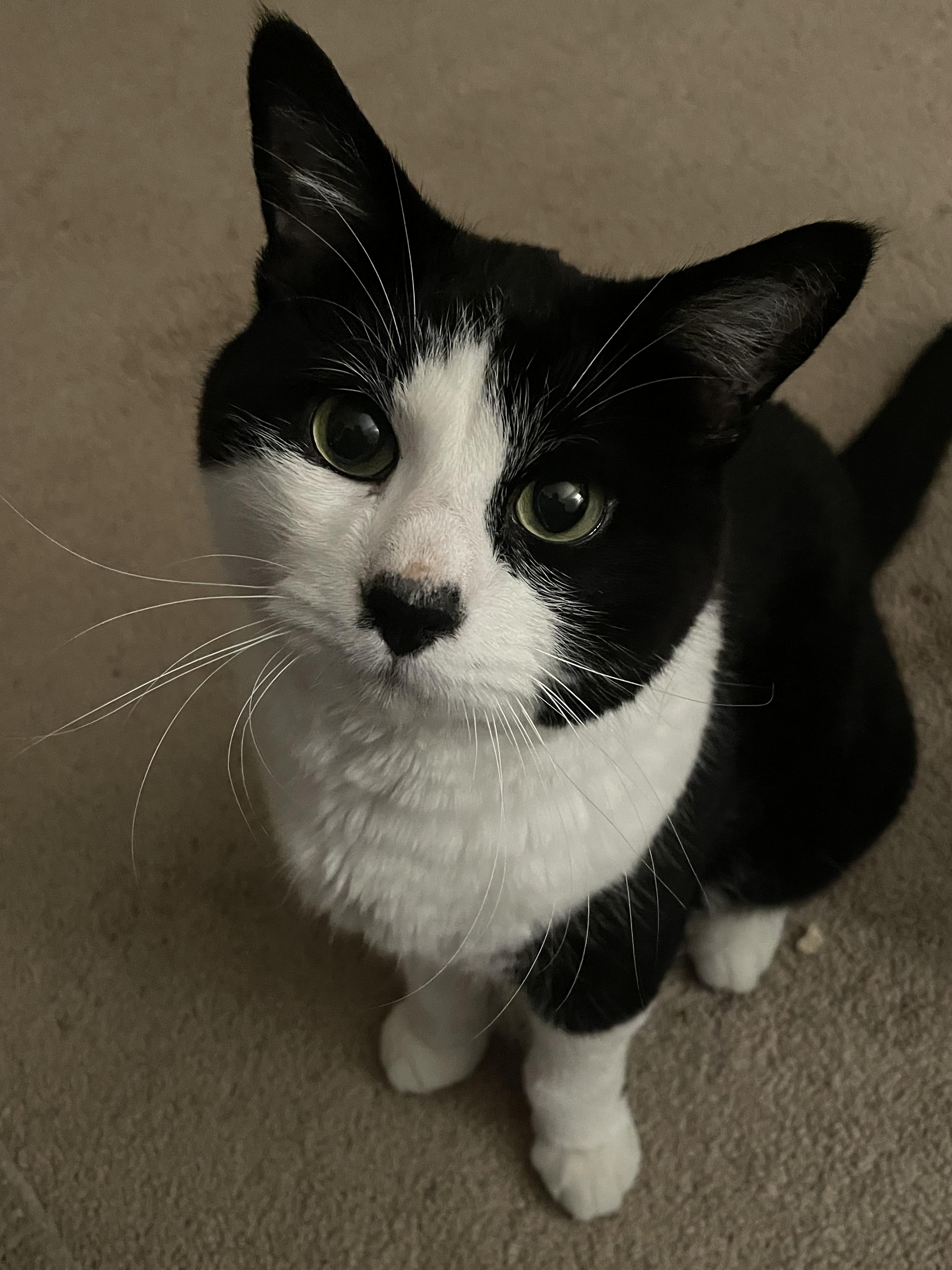 Spruce, Adoptable, Senior Male Domestic Short Hair.