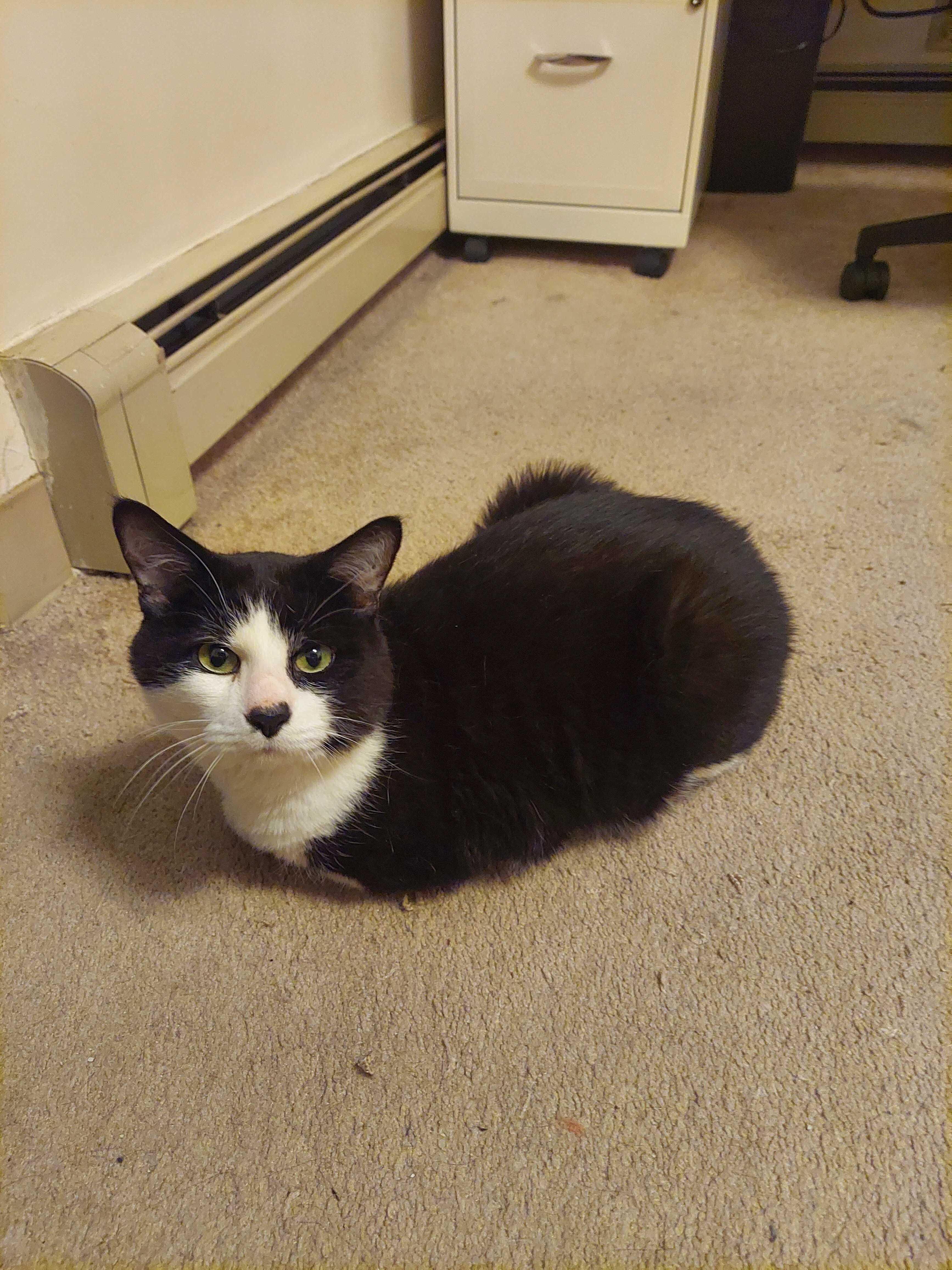 Spruce, a Adoptable Domestic Short Hair in Waltham, MA image 2/5