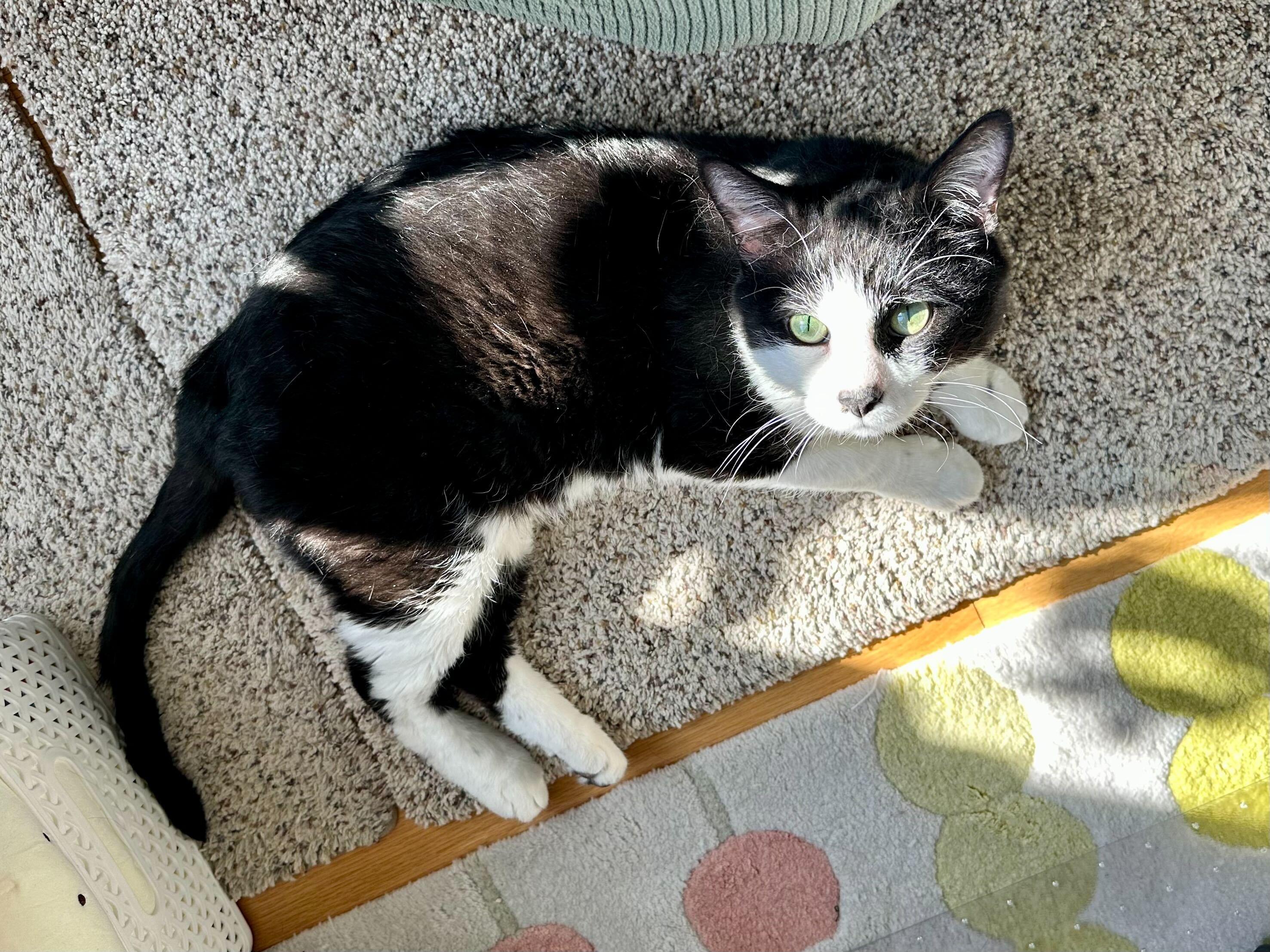 Spruce, a Adoptable Domestic Short Hair in Waltham, MA image 5/5