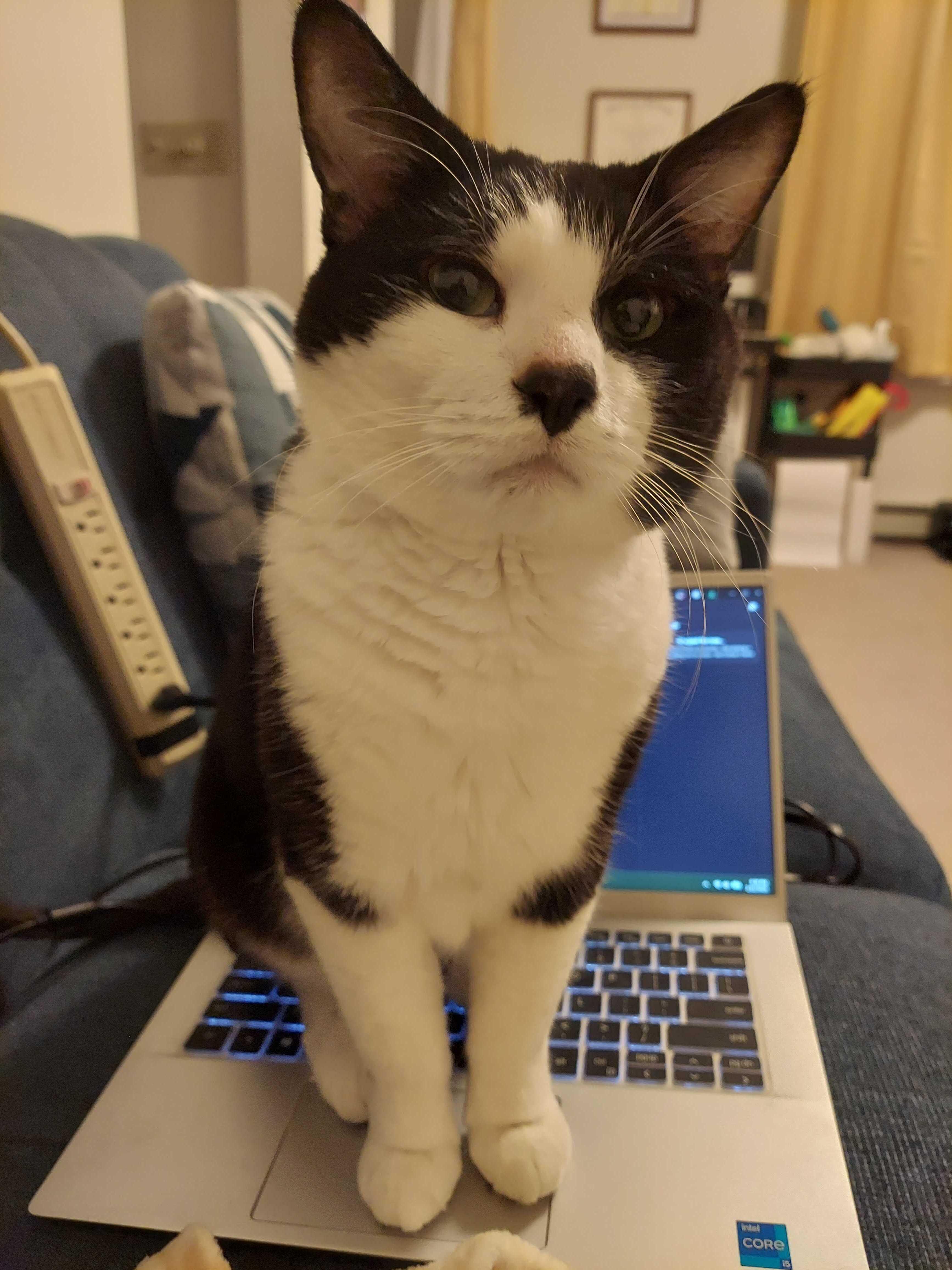 Spruce, Adoptable, Senior Male Domestic Short Hair.