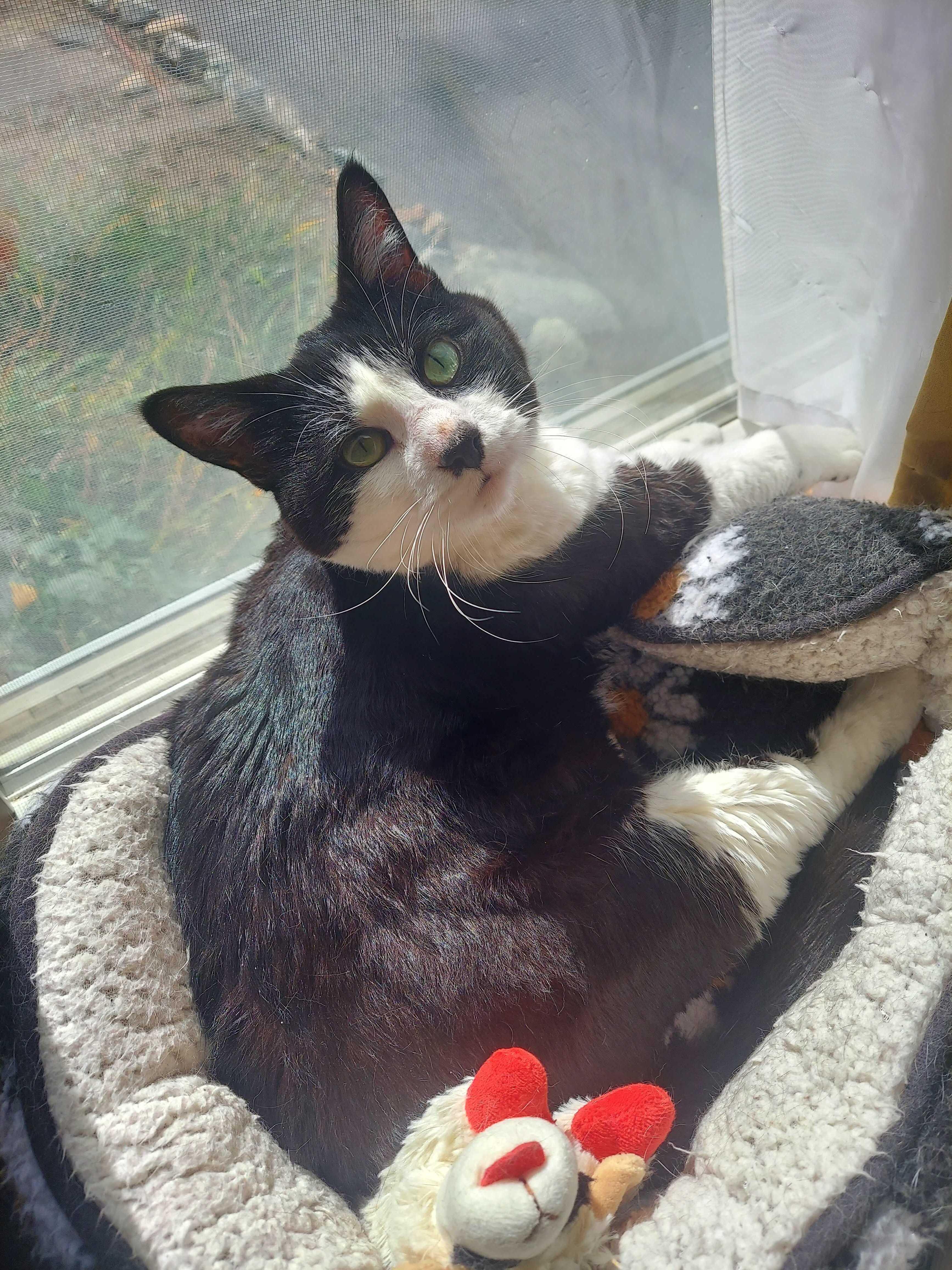 Enlarge Spruce, a Adoptable Domestic Short Hair in Waltham, MA image 3/5