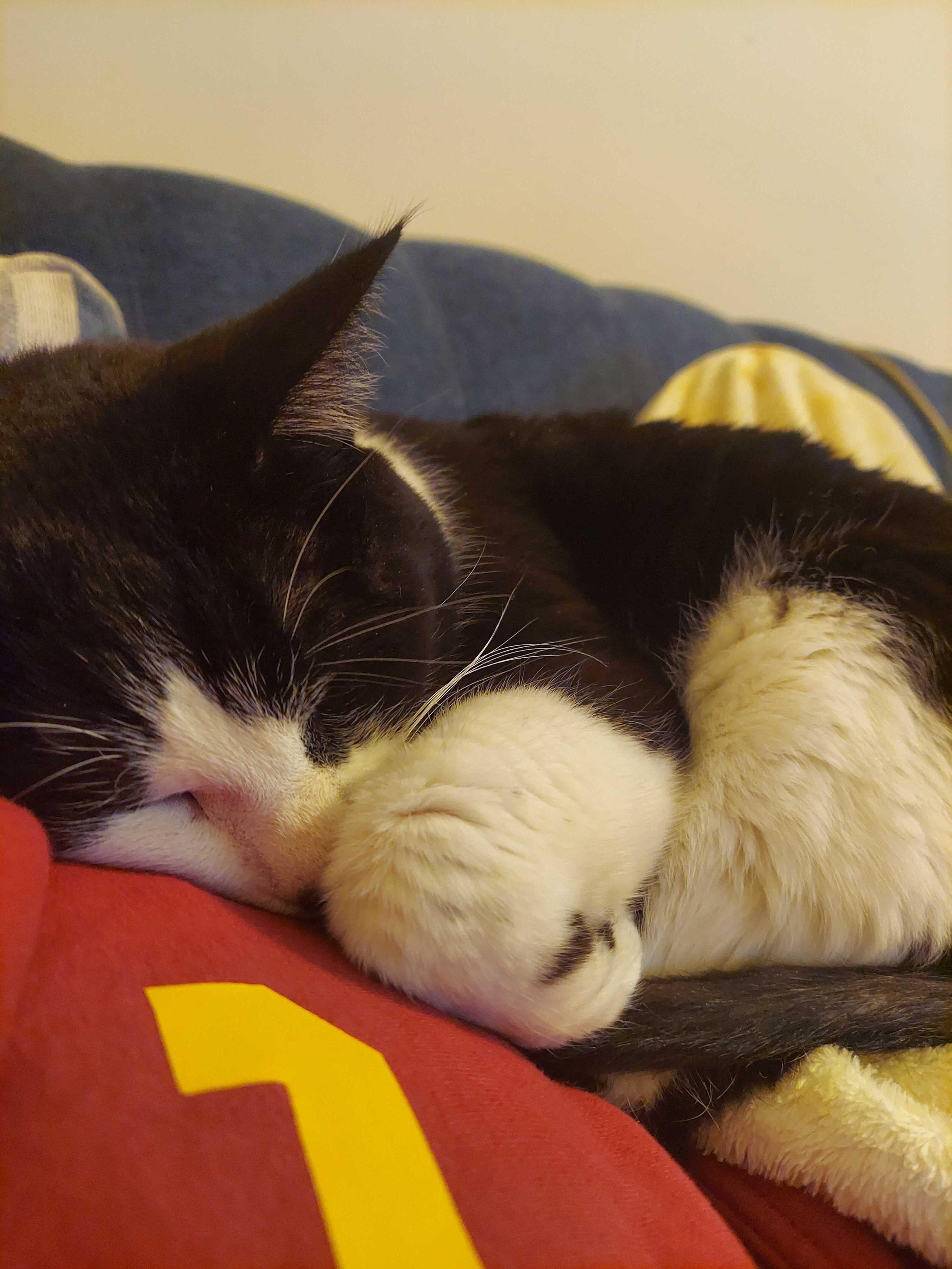 Spruce, a Adoptable Domestic Short Hair in Waltham, MA image 3/5