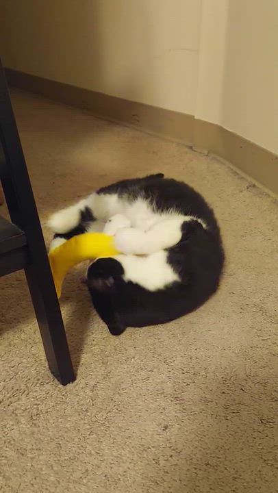 Enlarge Spruce, a Adoptable Domestic Short Hair in Waltham, MA video 4/5