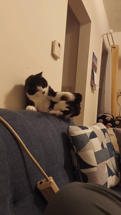 Enlarge Spruce, a Adoptable Domestic Short Hair in Waltham, MA video 4/5