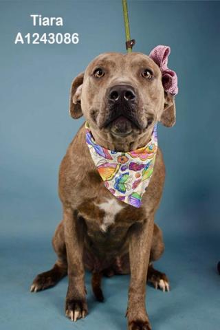 TIARA, Adoptable, Adult Female Pit Bull Terrier.