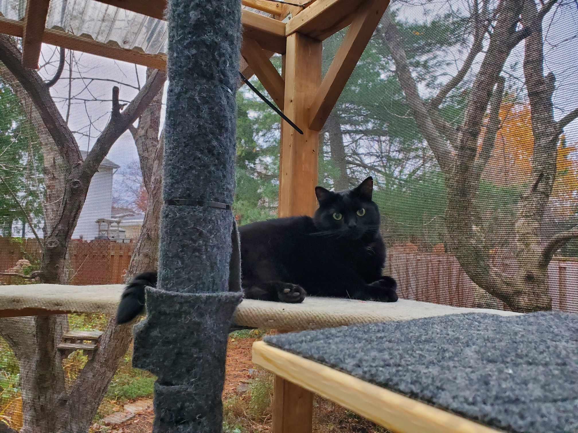 Enlarge Romeo & Mochi, a Adoptable Tabby in Orleans, ON image 5/6