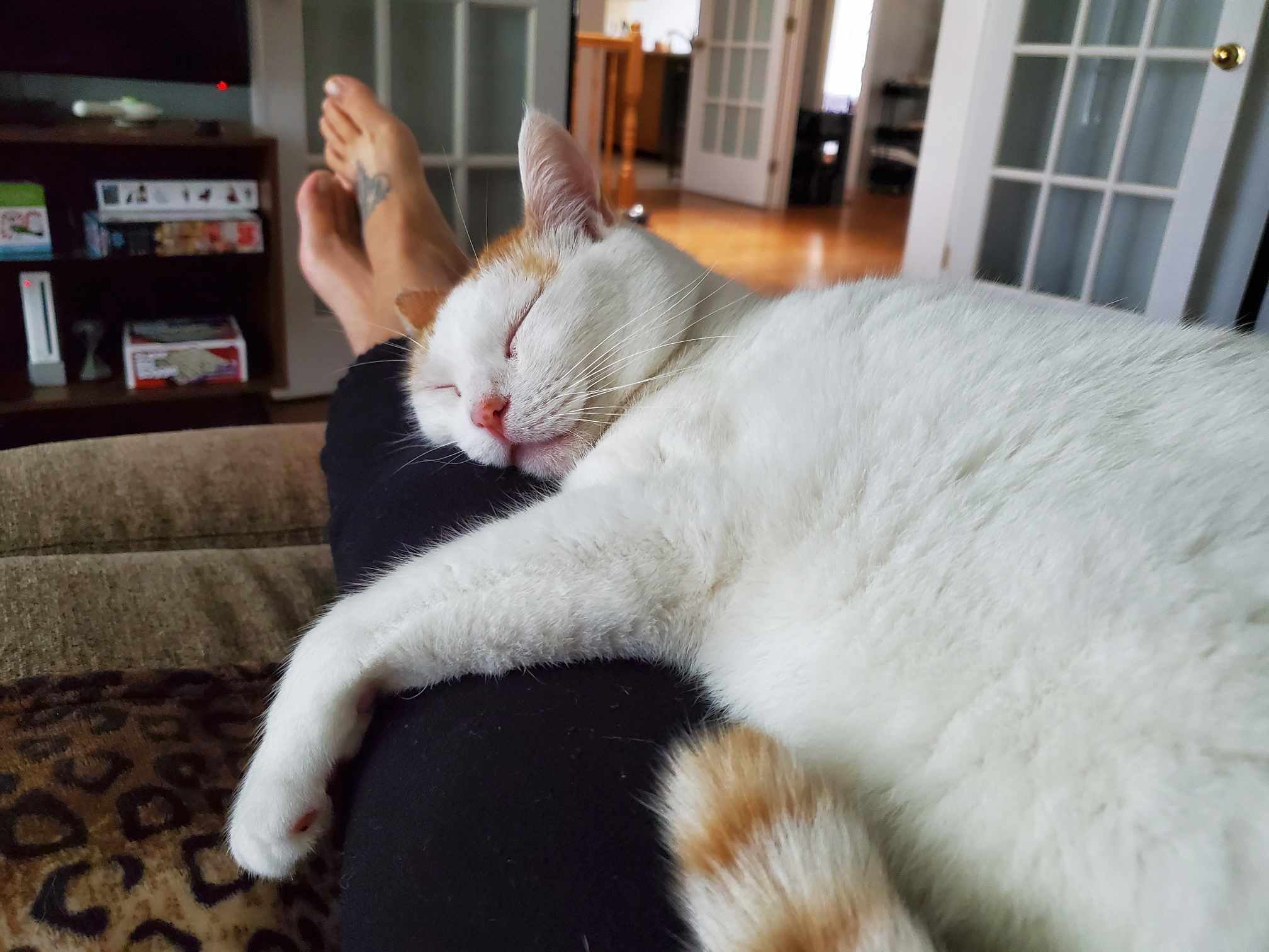 Enlarge Romeo & Mochi, a Adoptable Tabby in Orleans, ON image 3/6