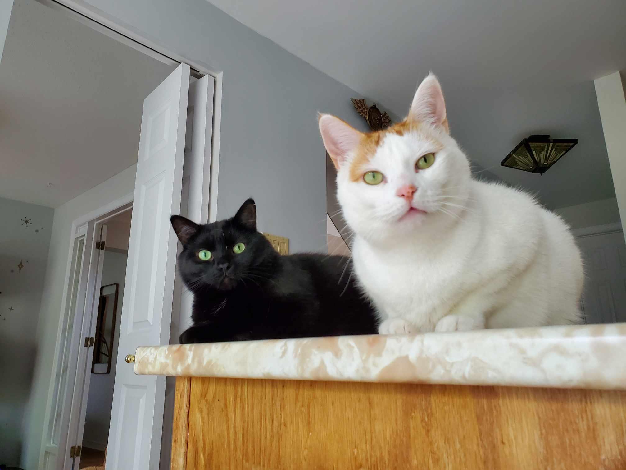 Enlarge Romeo & Mochi, a Adoptable Tabby in Orleans, ON image 1/6