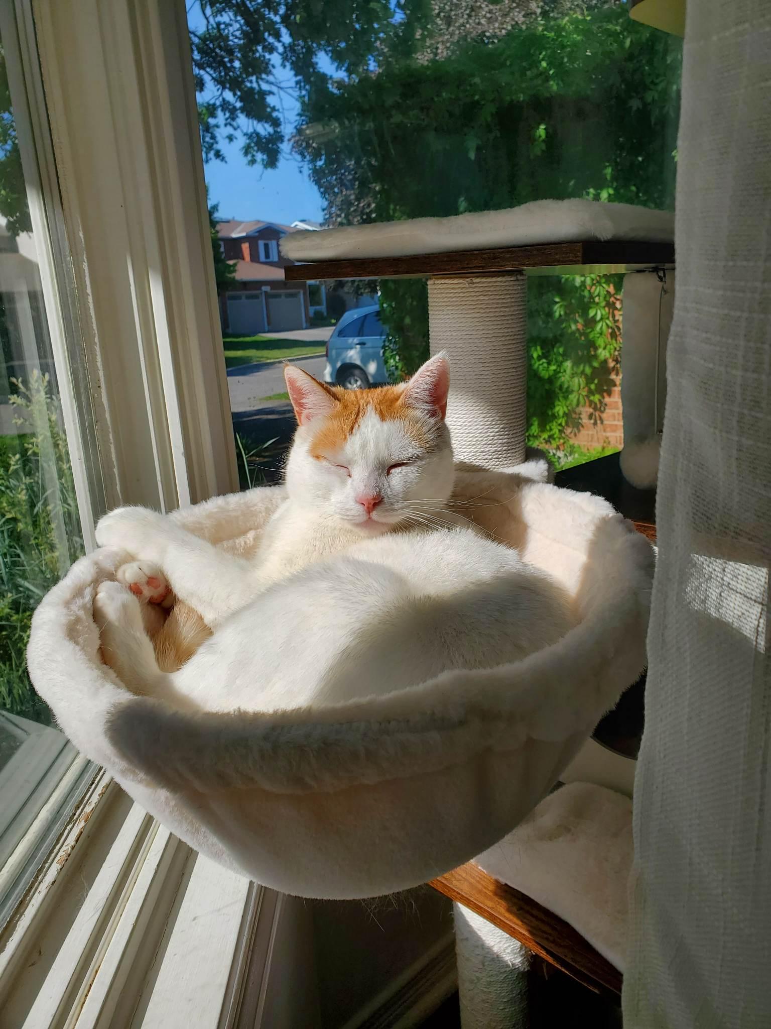 Enlarge Romeo & Mochi, a Adoptable Tabby in Orleans, ON image 4/6