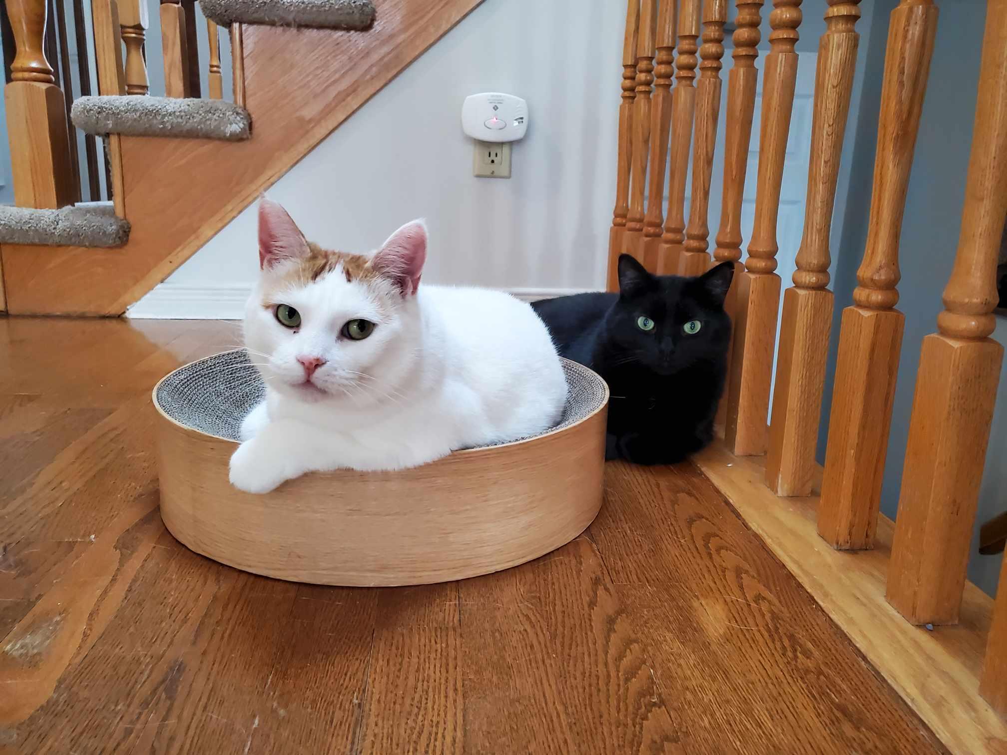 Romeo & Mochi, an adoptable Tabby in Orleans, ON, K4A 1X6 | Photo Image 2