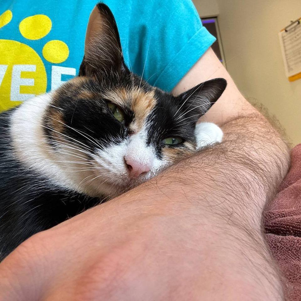 Margo, Adoptable, Adult Female Domestic Short Hair.