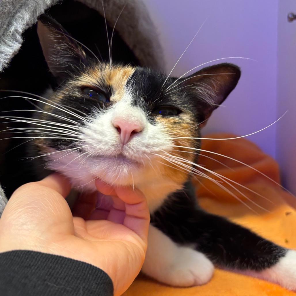 Margo, a Adoptable Domestic Short Hair in Wantagh, NY image 2/4