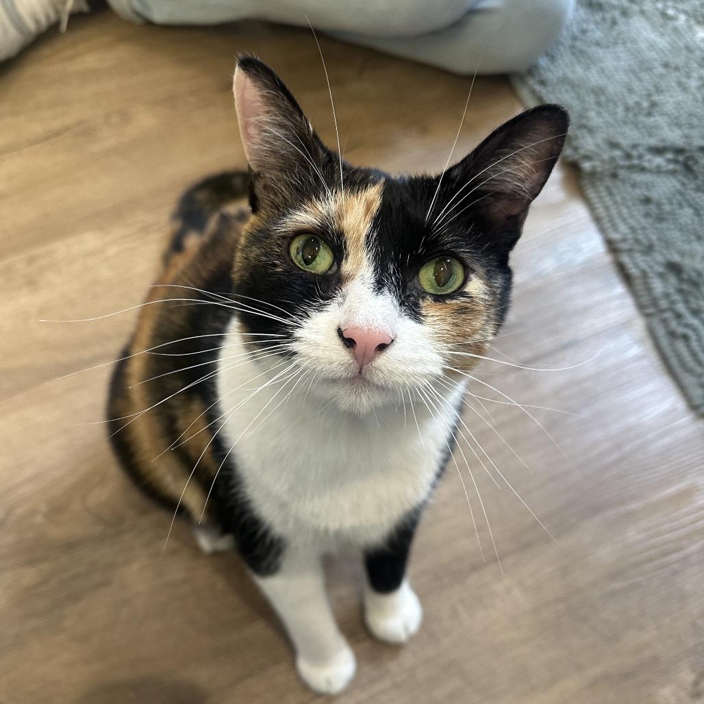 Margo, a Adoptable Domestic Short Hair in Wantagh, NY image 3/4