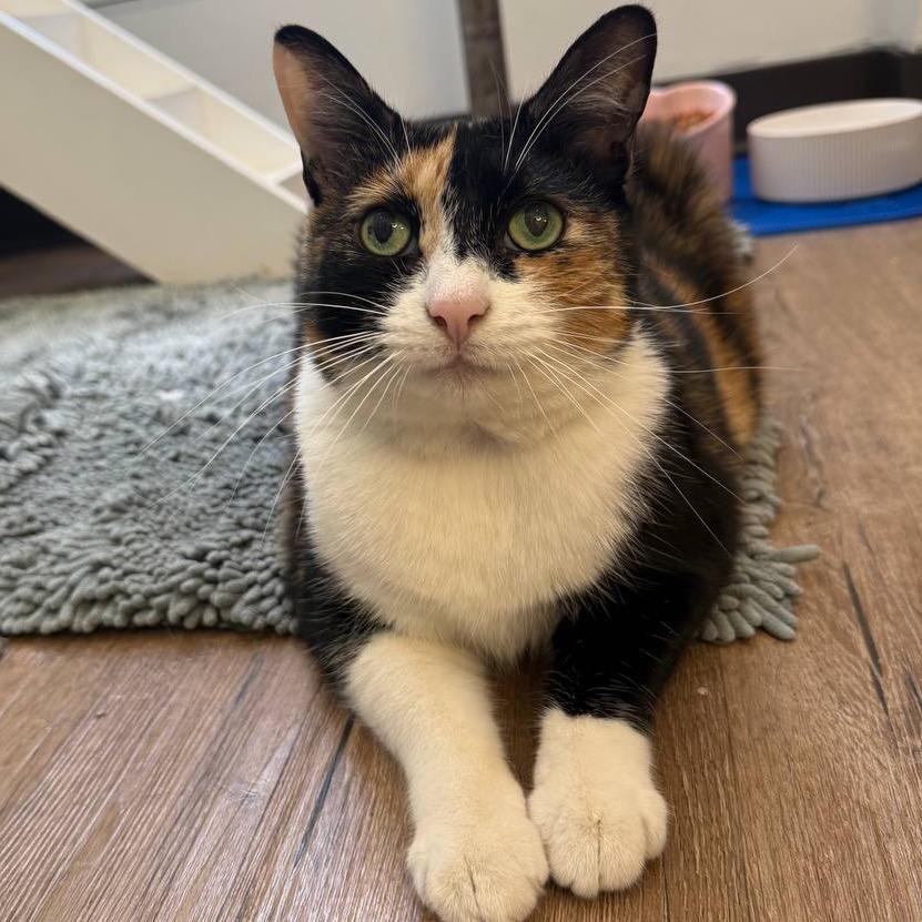 Margo, a Adoptable Domestic Short Hair in Wantagh, NY image 4/4