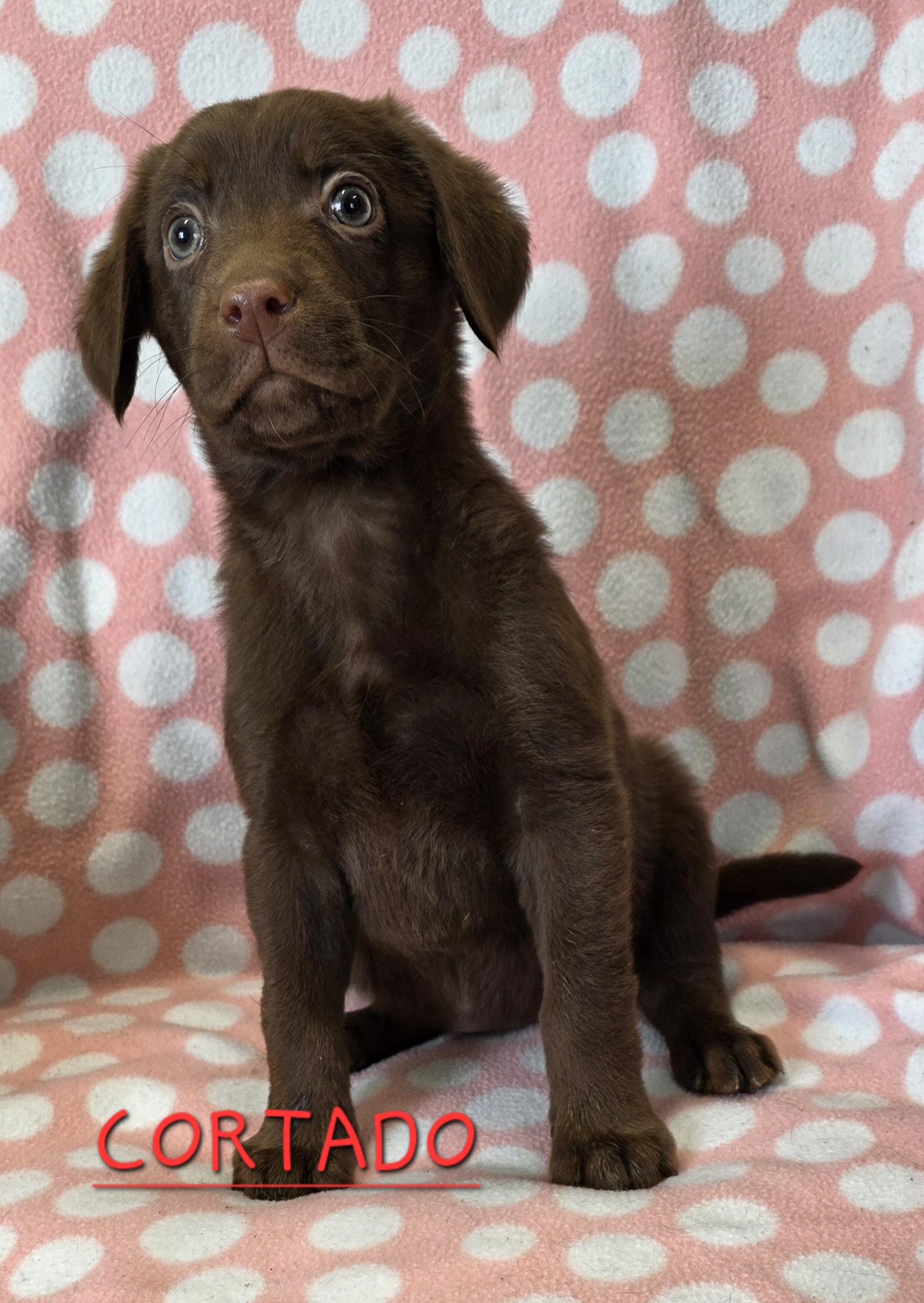 Cortado, ADOPTABLE, Puppy Female Chocolate Labrador Retriever.