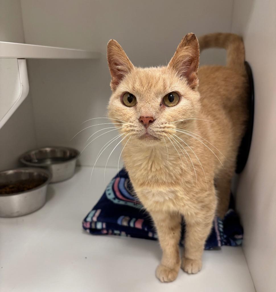 Saffron, Adoptable, Adult Female Domestic Short Hair.