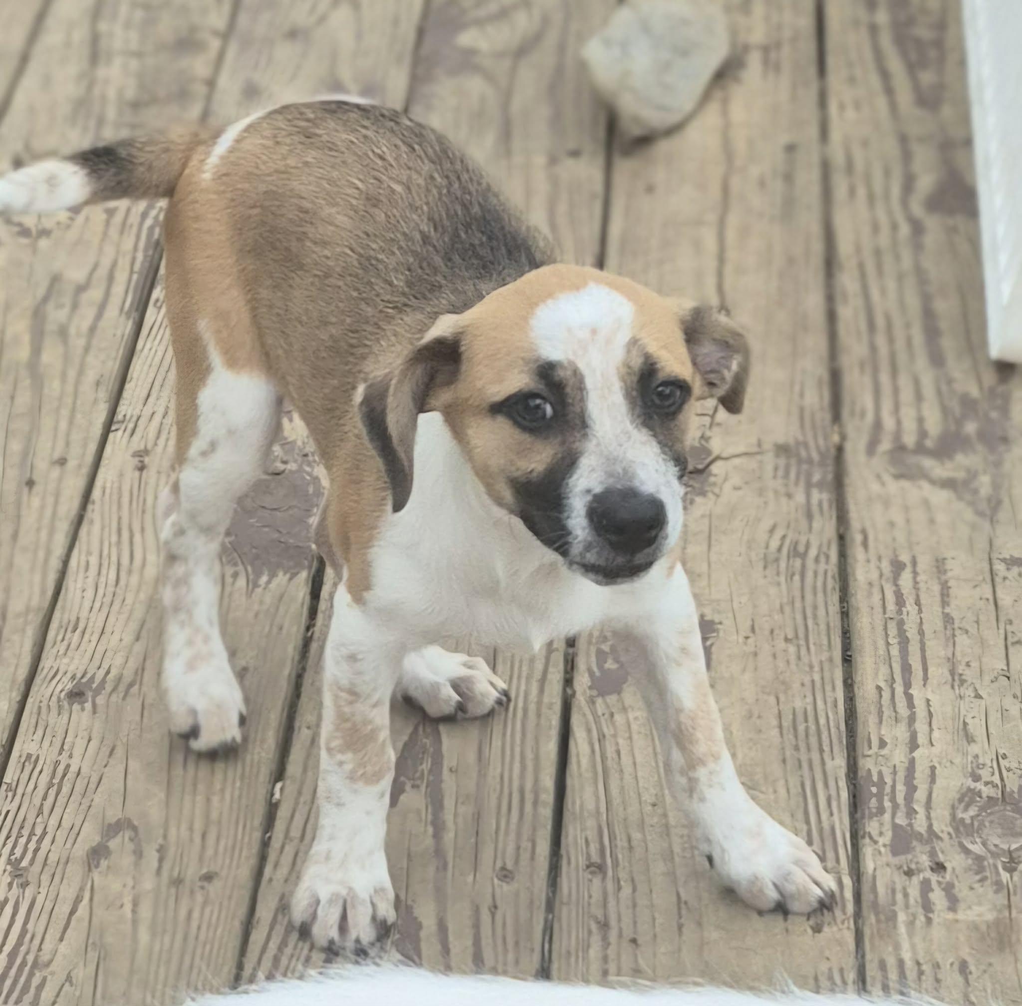 Enlarge Sundae, a ADOPTABLE mixed breed in Media, PA image 3/6