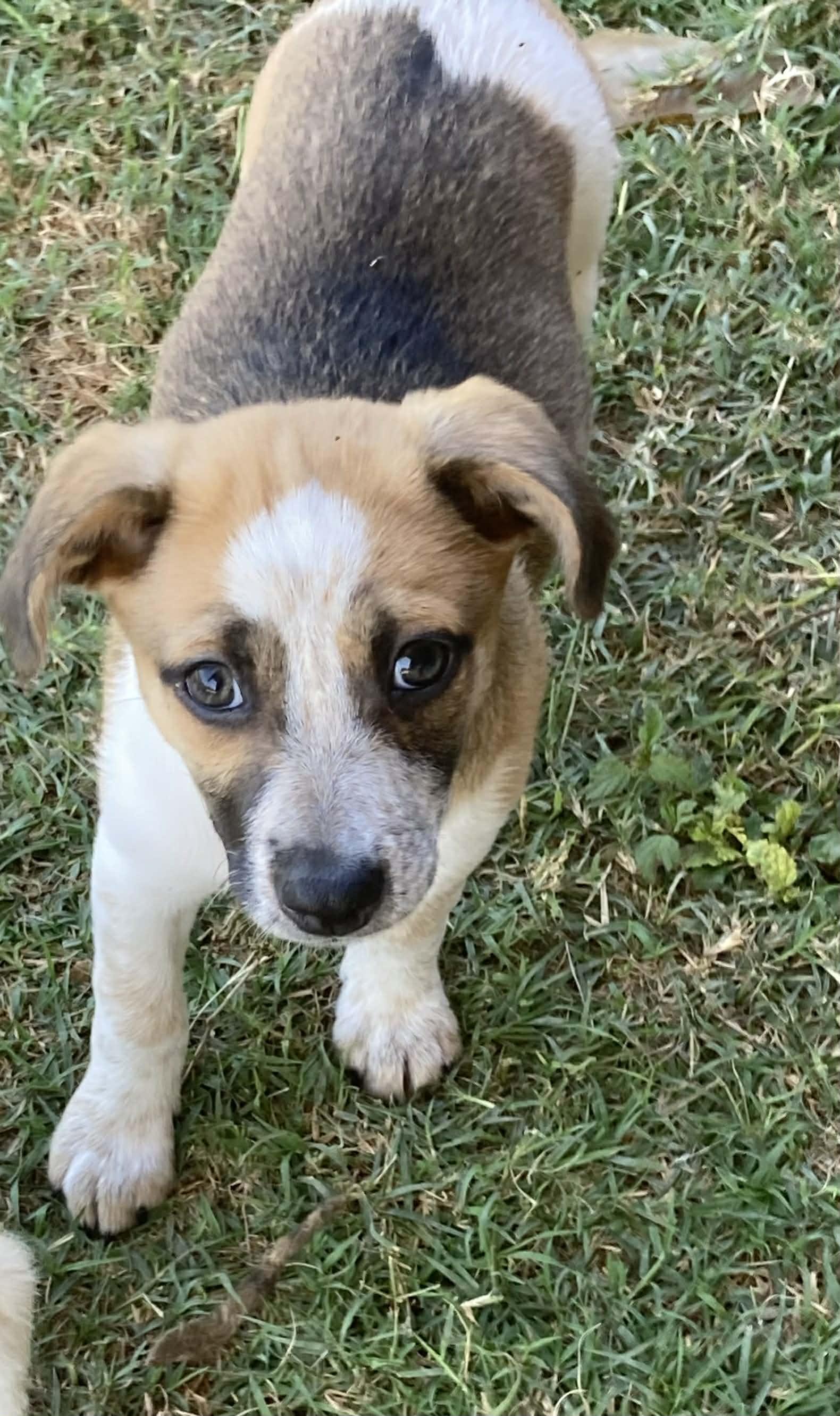 Enlarge Sundae, a ADOPTABLE mixed breed in Media, PA image 2/6
