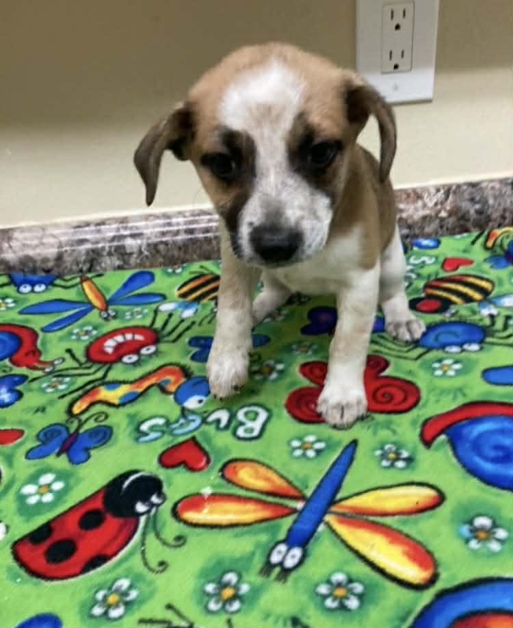 Enlarge Sundae, a ADOPTABLE mixed breed in Media, PA image 5/6