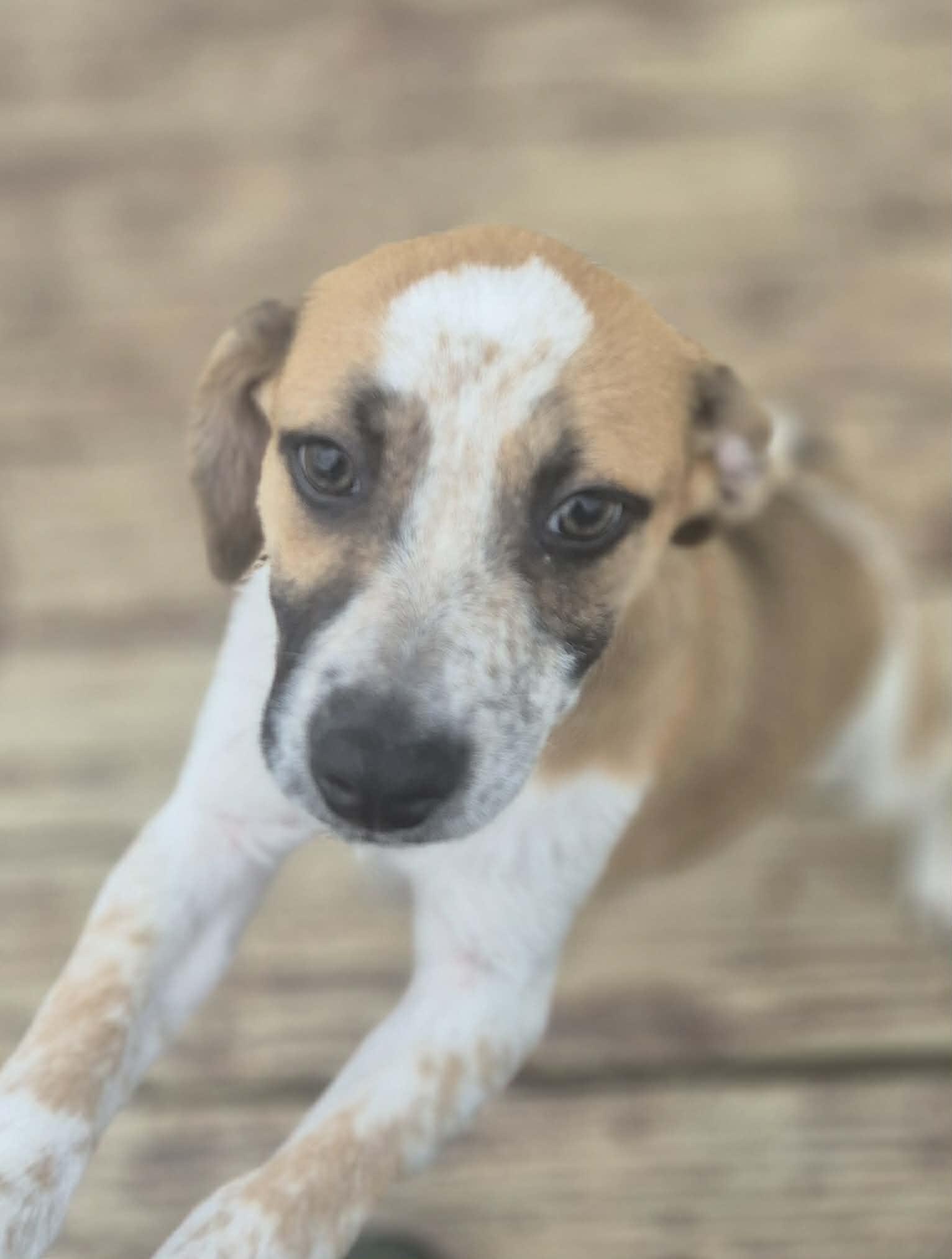 Enlarge Sundae, a ADOPTABLE mixed breed in Media, PA image 4/6