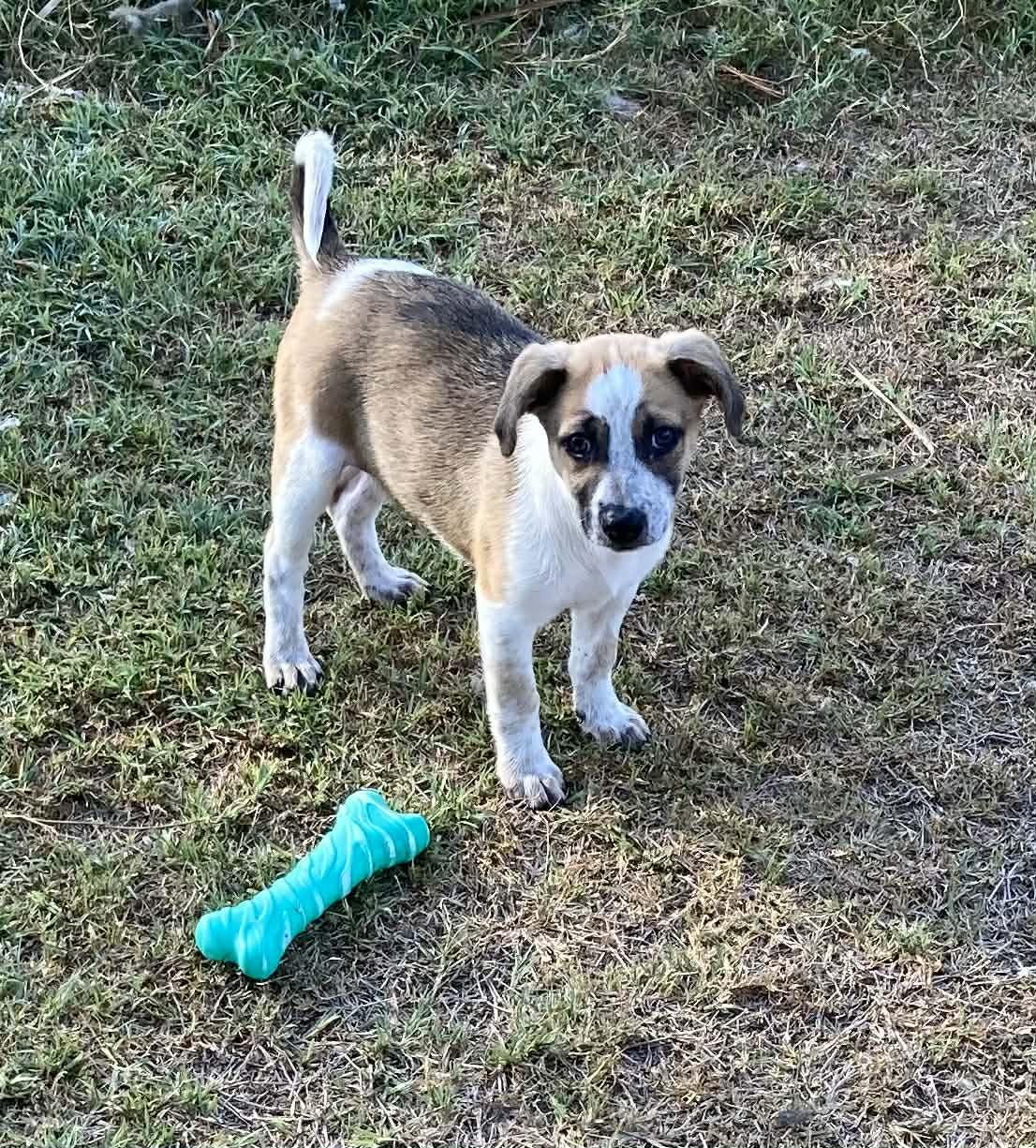 Sundae, ADOPTABLE, Puppy Male Australian Terrier.