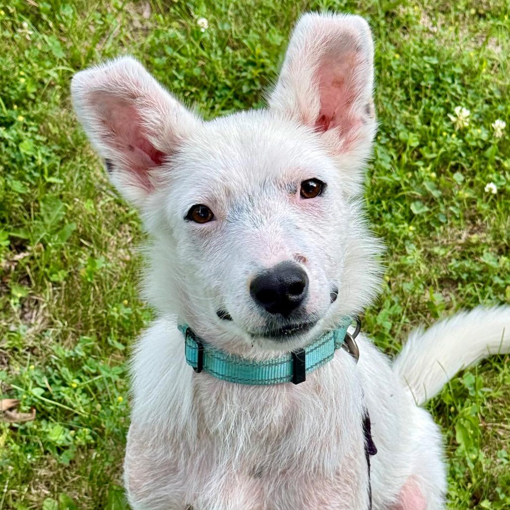 William, Adoptable, Young Male Shepherd & Cattle Dog.