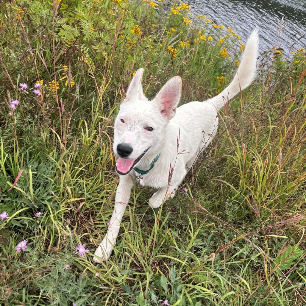 Enlarge William, a Adoptable mixed breed in Crystal, MN image 2/5