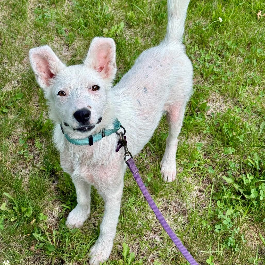 William, Adoptable, Puppy Male Australian Cattle Dog / Blue Heeler.