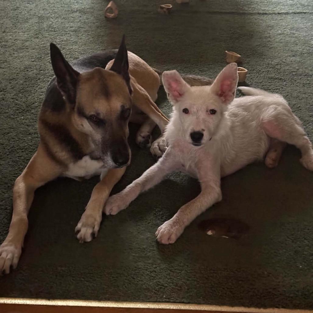 Enlarge William, a Adoptable Australian Cattle Dog / Blue Heeler in Crystal, MN image 2/4
