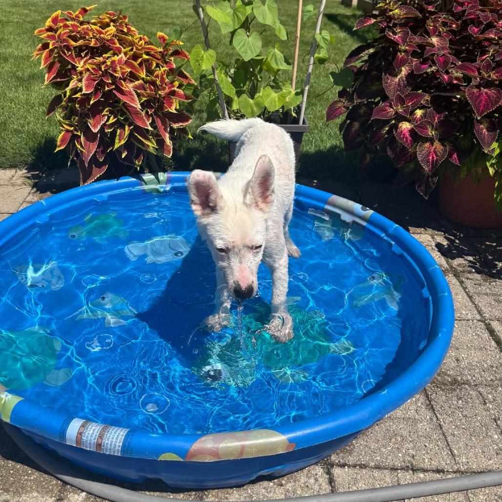 Enlarge William, a Adoptable Australian Cattle Dog / Blue Heeler in Crystal, MN image 3/4