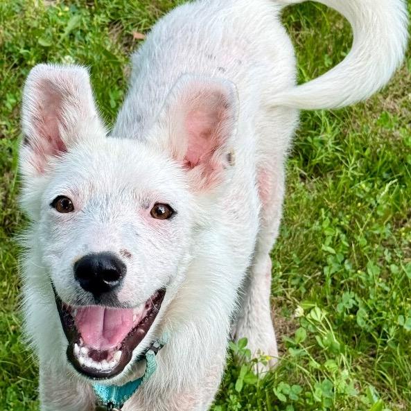 Enlarge William, a Adoptable Australian Cattle Dog / Blue Heeler in Crystal, MN image 4/4
