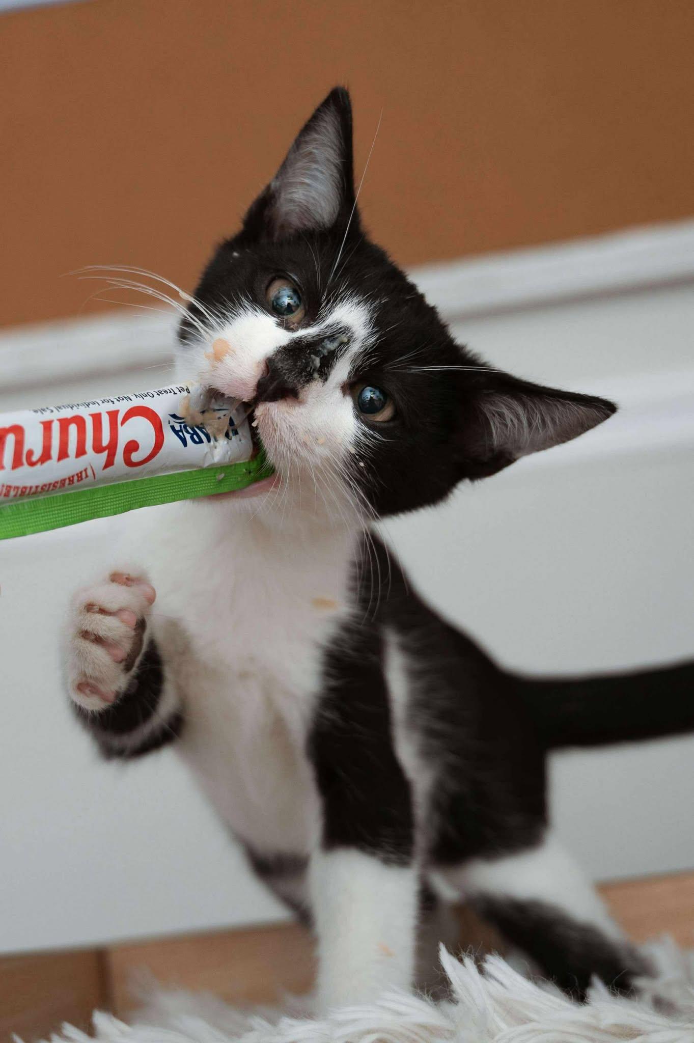 Sway, a Adoptable Domestic Short Hair in Myakka City, FL image 1/5