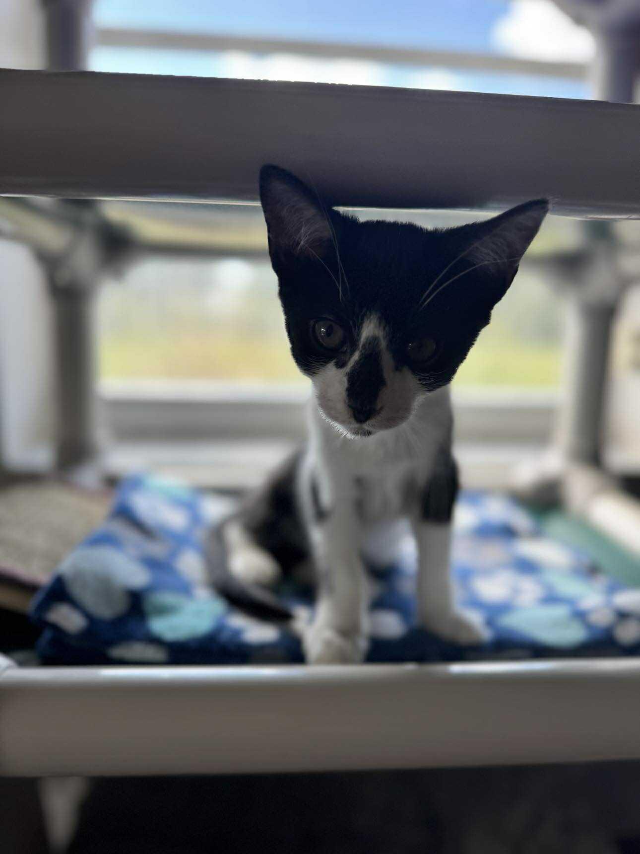 Sway, a Adoptable Domestic Short Hair in Myakka City, FL image 2/5