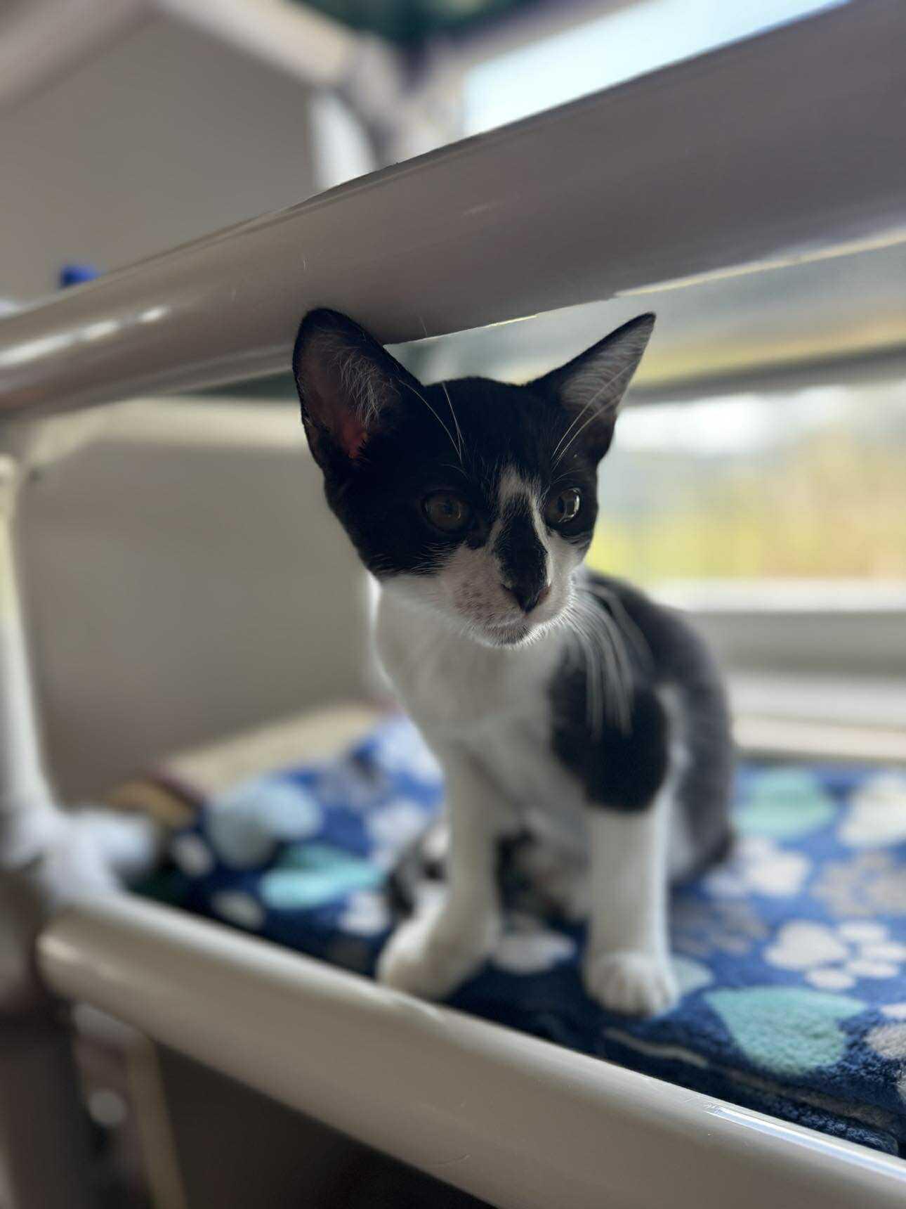 Sway, a Adoptable Domestic Short Hair in Myakka City, FL image 4/5