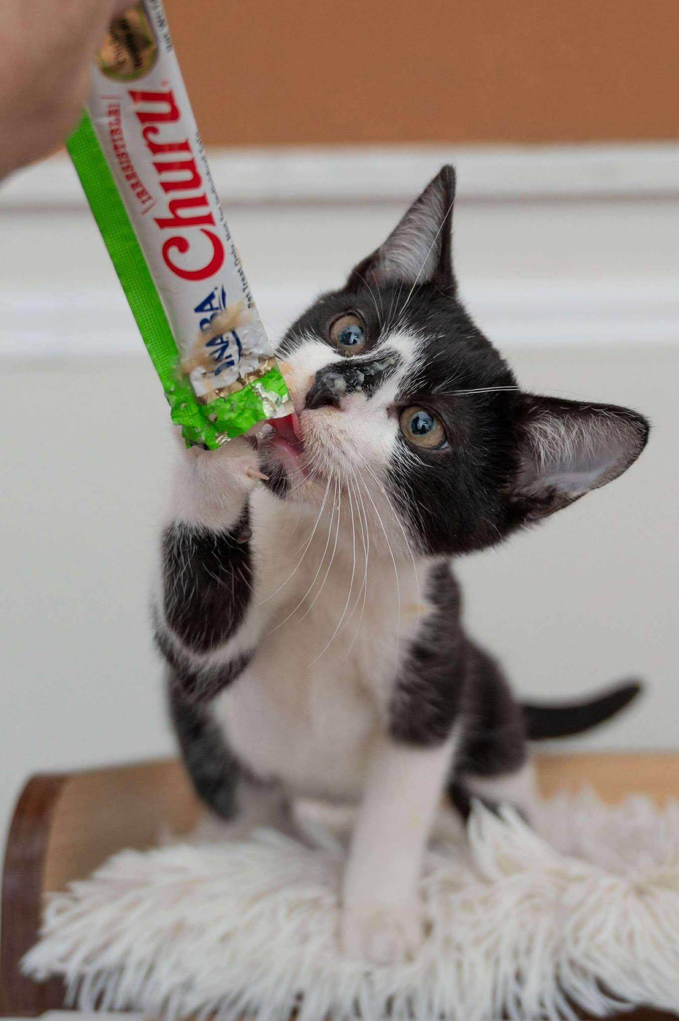 Sway, a Adoptable Domestic Short Hair in Myakka City, FL image 3/5