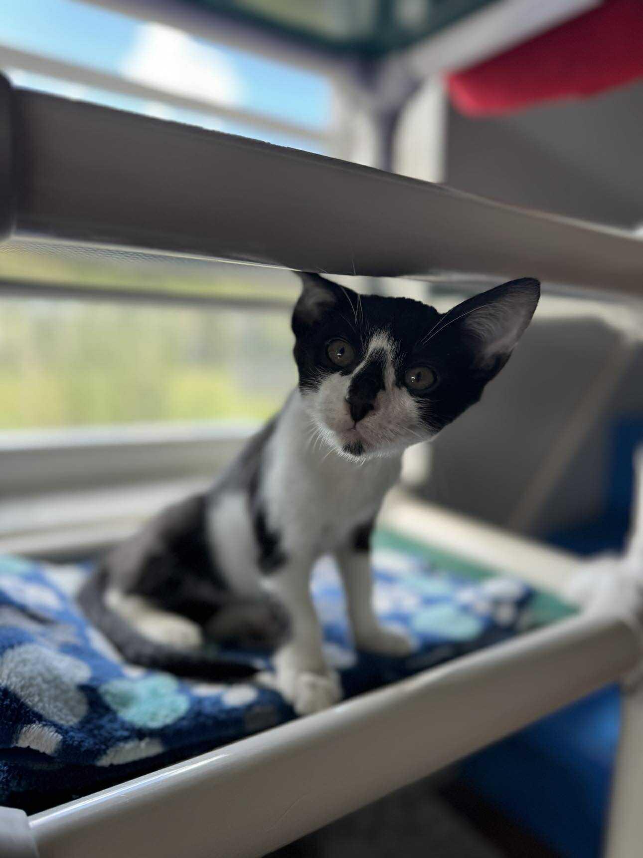 Sway, a Adoptable Domestic Short Hair in Myakka City, FL image 5/5