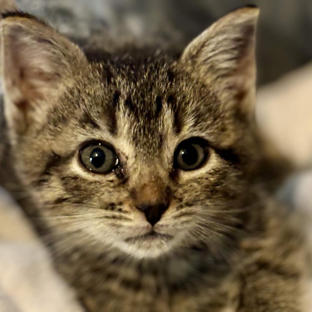 Enlarge Toad's Factory, a Adoptable Domestic Short Hair in Delaware, OH image 1/1