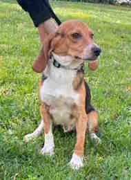 Enlarge DJ, an adoptable Beagle in Atco, NJ image 1/1