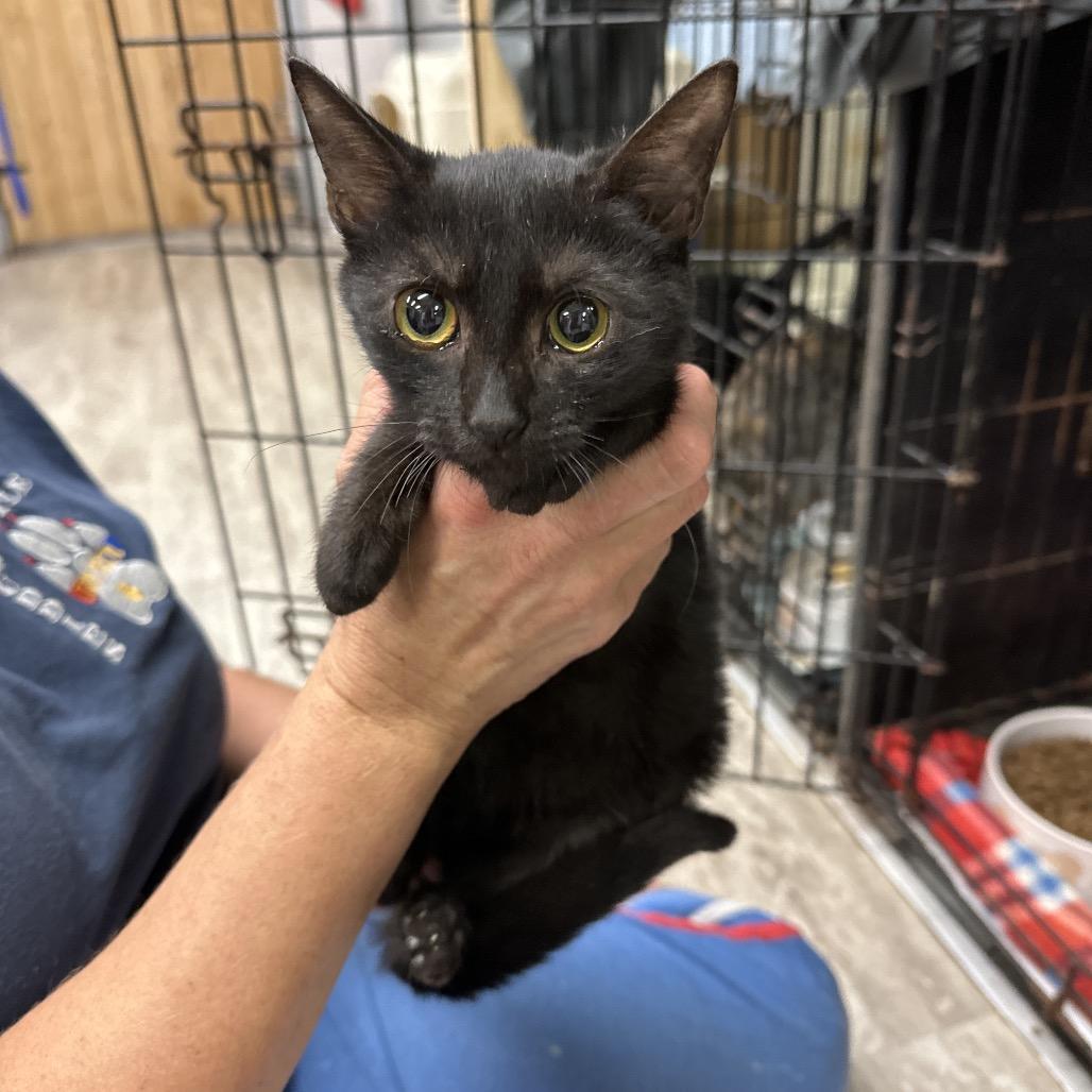 Enlarge Koni, a Adoptable mixed breed in Hinesville, GA image 1/1