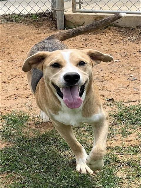 Enlarge ARROW, a Adoptable Mixed Breed in Augusta, GA image 1/1