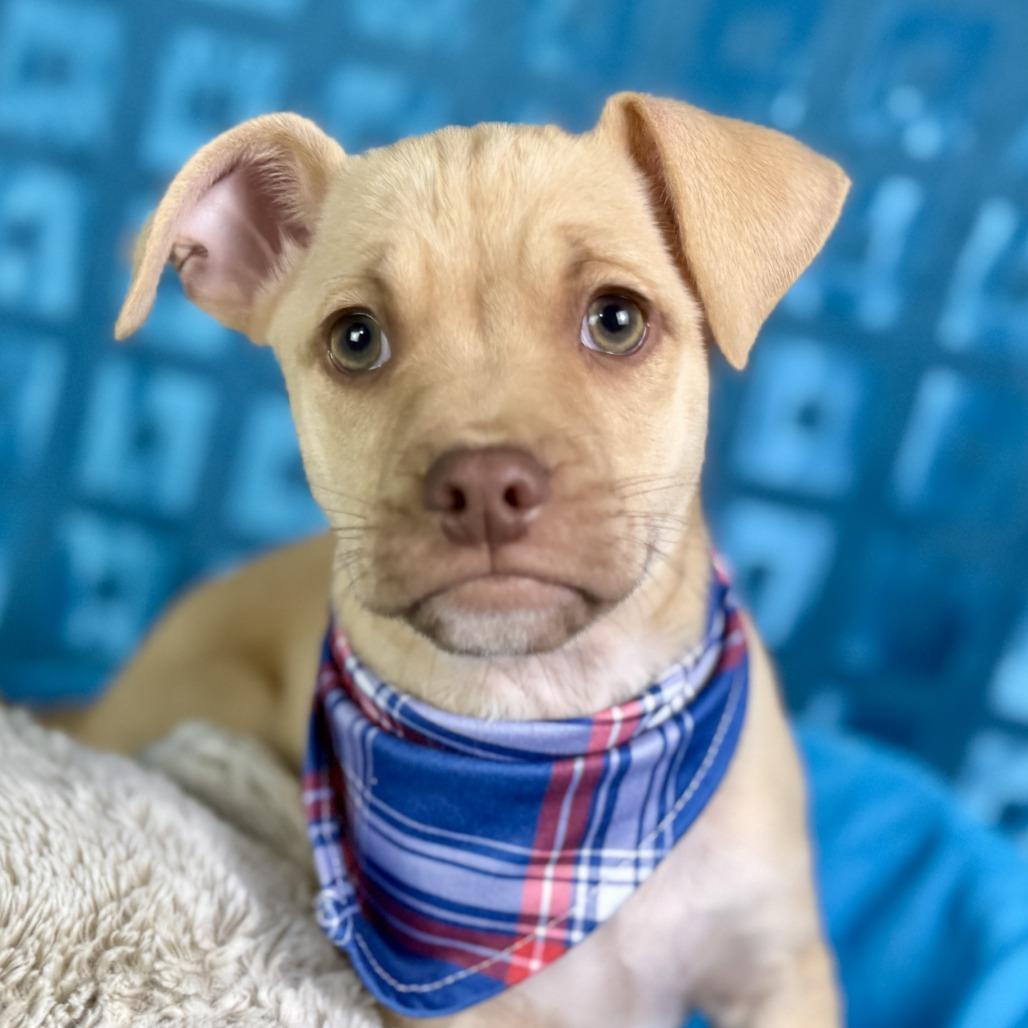 Queso - cute as a button!  From Texas! , Adoptable, Puppy Male Pug & Mixed Breed.