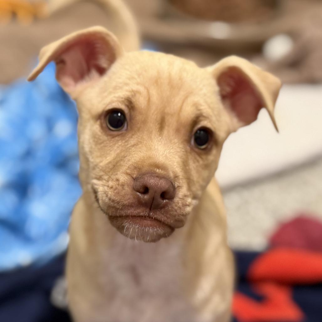 Enlarge Queso - cute as a button!  From Texas! , a Adoptable mixed breed in Princeton, NJ image 2/6