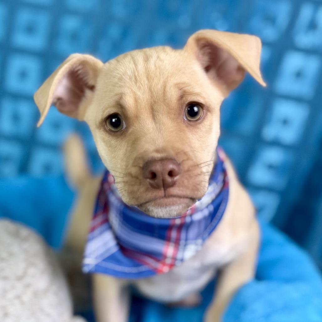 Enlarge Queso - cute as a button!  From Texas! , a Adoptable mixed breed in Princeton, NJ image 6/6