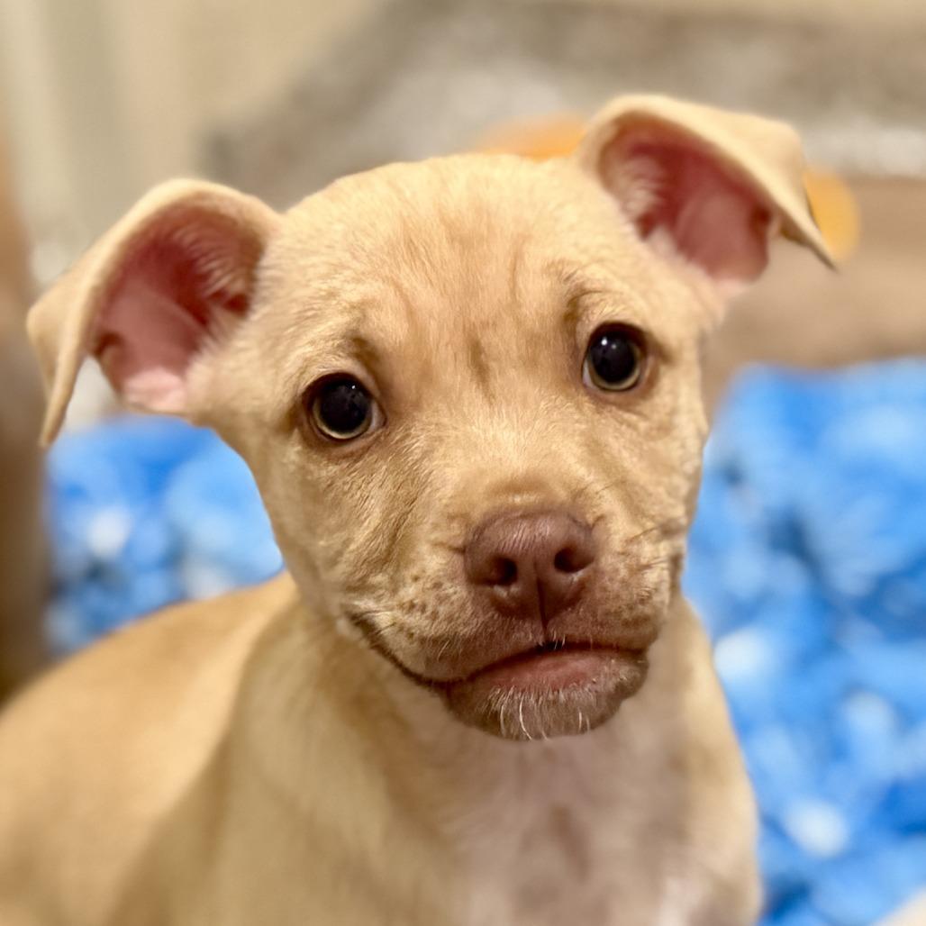 Enlarge Queso - cute as a button!  From Texas! , a Adoptable mixed breed in Princeton, NJ image 5/6