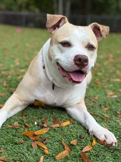 Chanel - 2, Adoptable, Adult Female American Staffordshire Terrier & Mixed Breed.