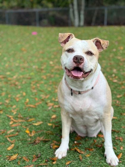 Chanel - 2, a Adoptable mixed breed in Daytona Beach, FL image 2/3