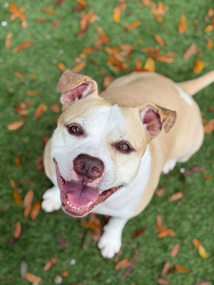 Chanel - 2, a Adoptable mixed breed in Daytona Beach, FL image 3/3